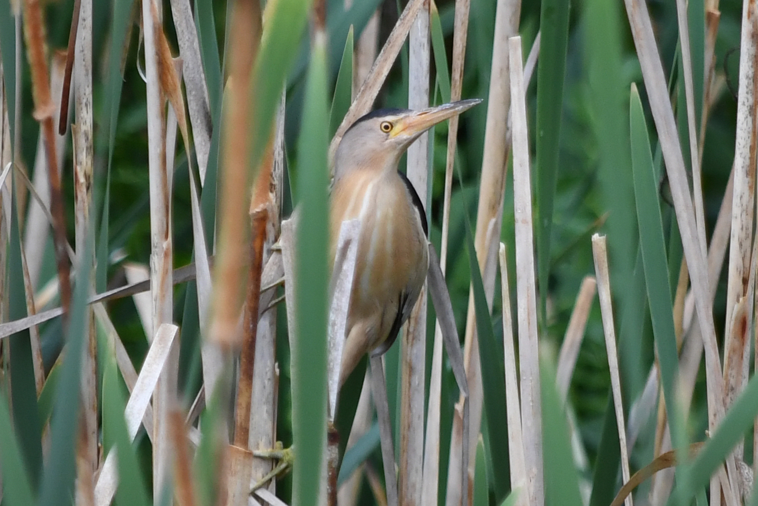 Little Bittern